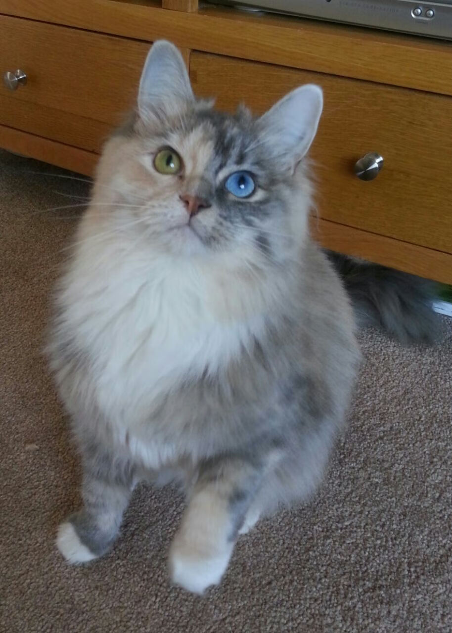 亚运拳击赛女将一回合KO晋级，场面震撼全场，亚运会女子拳击