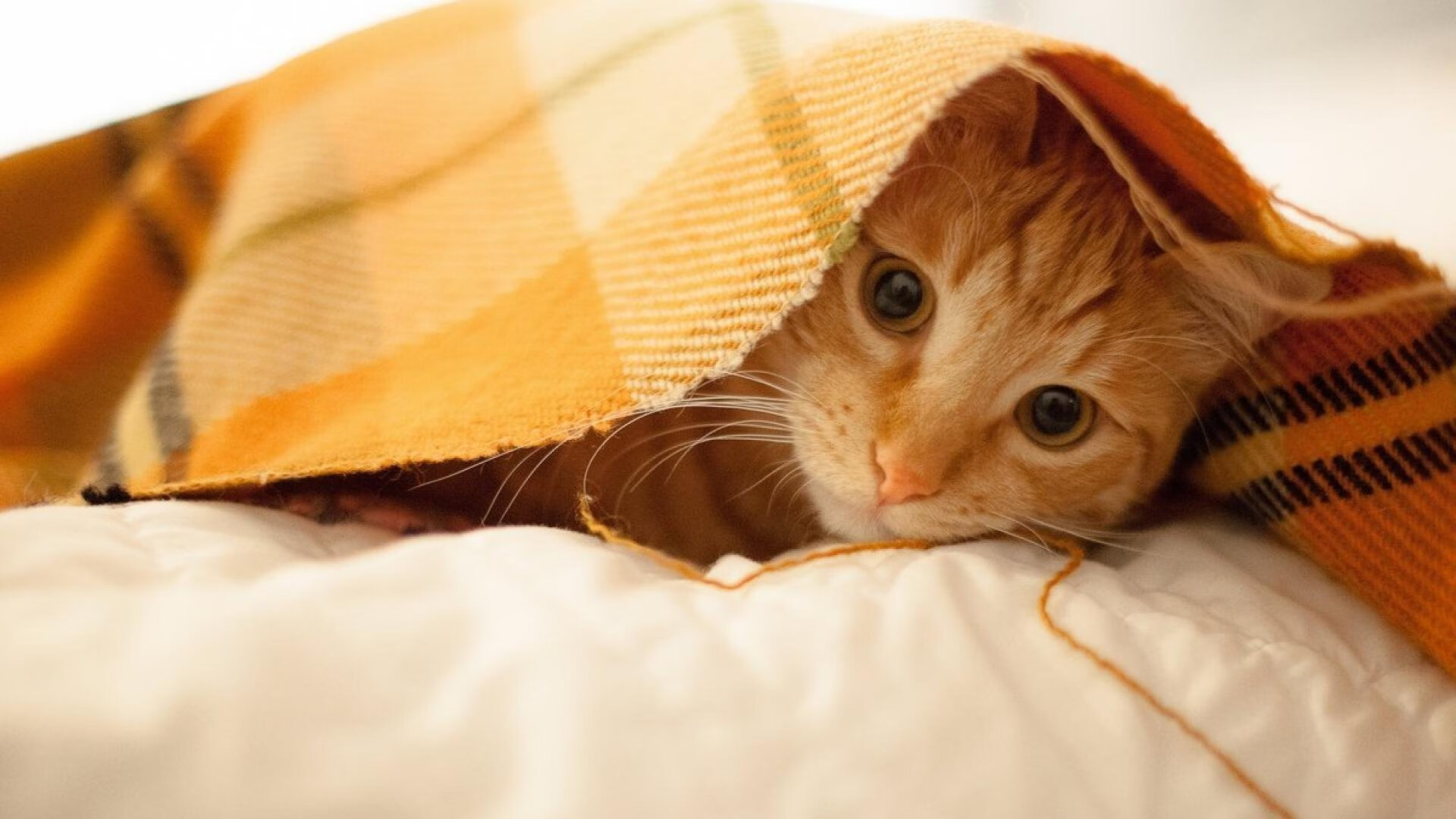 特色越野滑雪巡回赛,雪域高原的速度激情,越野滑雪冠军赛成绩公报