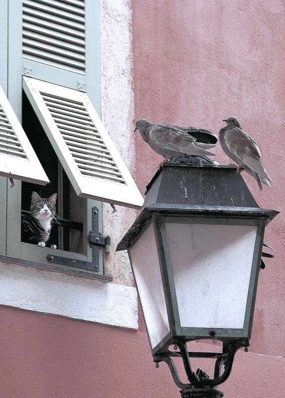 开云官网APP下载-篮球明星退役后积极投身青训事业，打篮球退役的明星