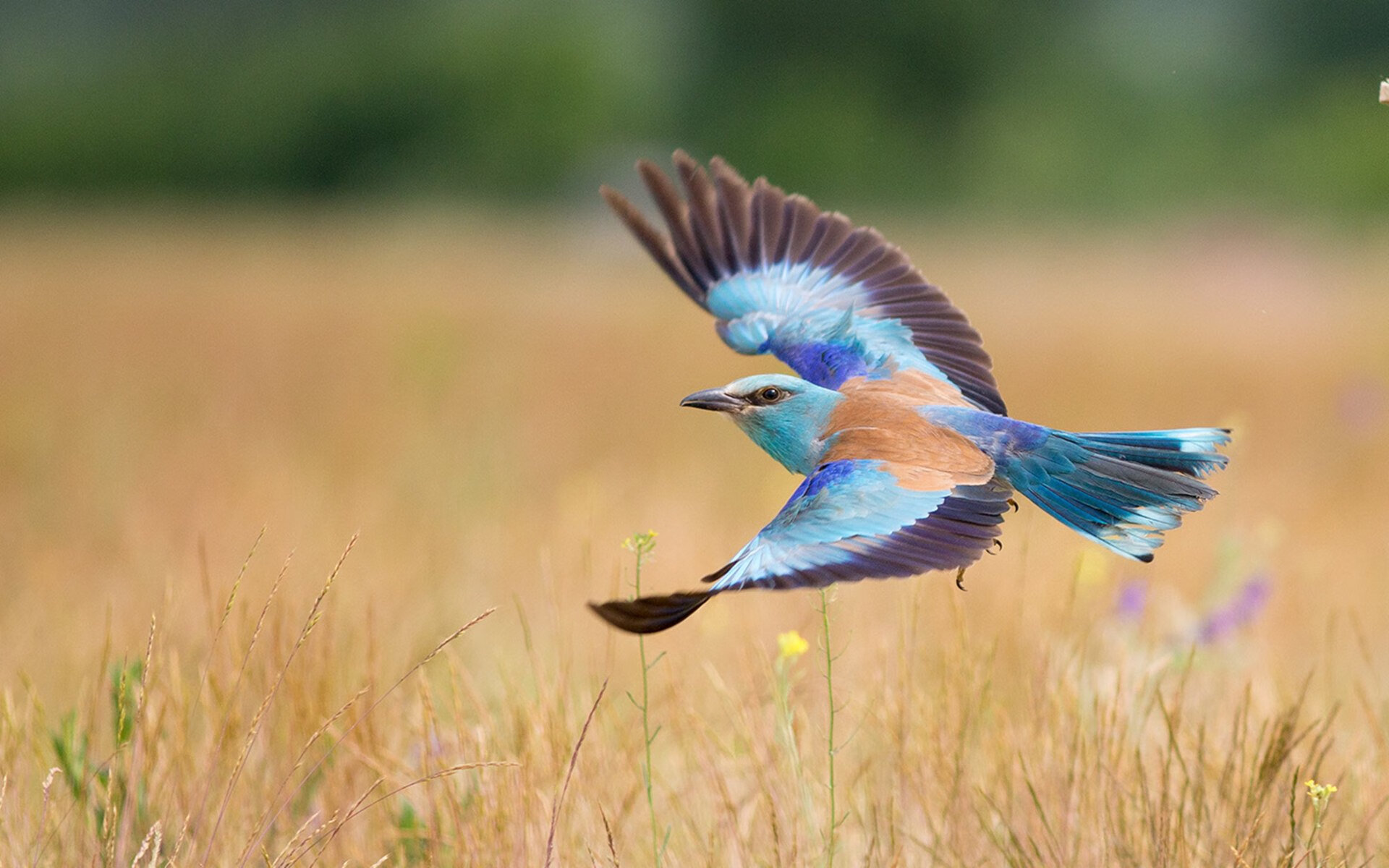 Kaiyun APP-篮球赛事直播技术引入人工智能分析，篮球直播术语