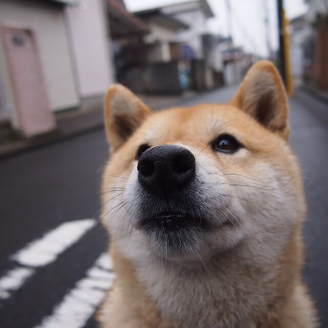 羽毛球公开赛:新晋选手首夺桂冠,2020最新羽毛球公开赛视频