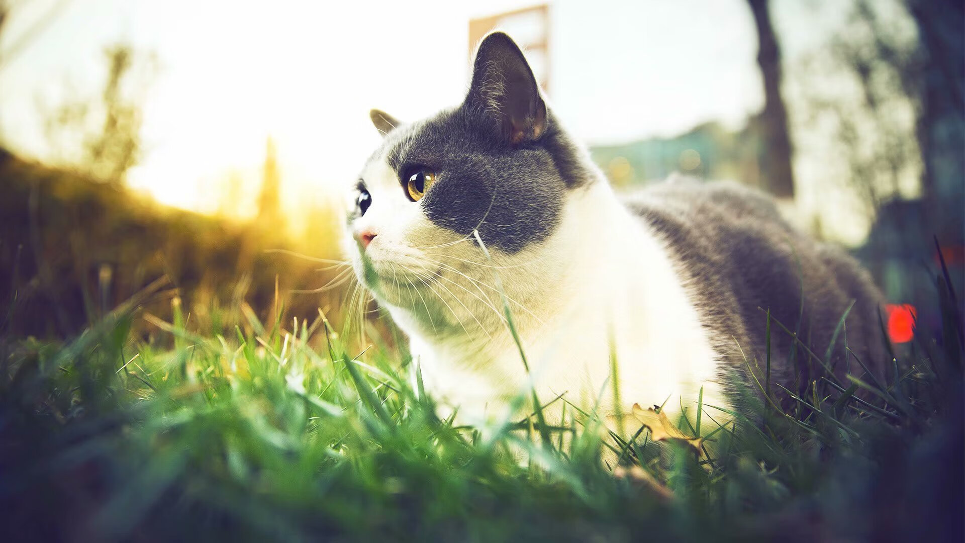 足球联赛引入VAR技术，减少误判提升比赛公正，足球比赛var什么意思