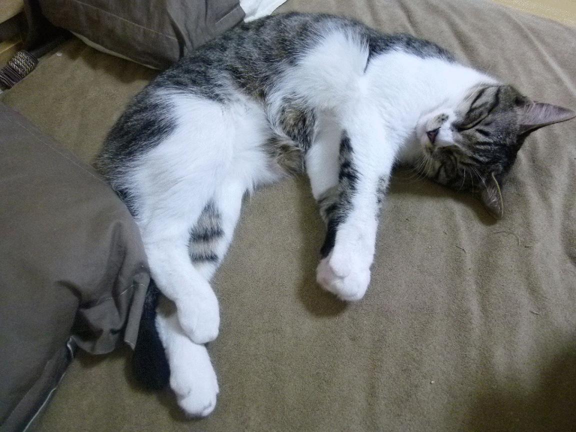 青少年“智慧青训”系统在成都扩大应用范围，强化行业数字化建设