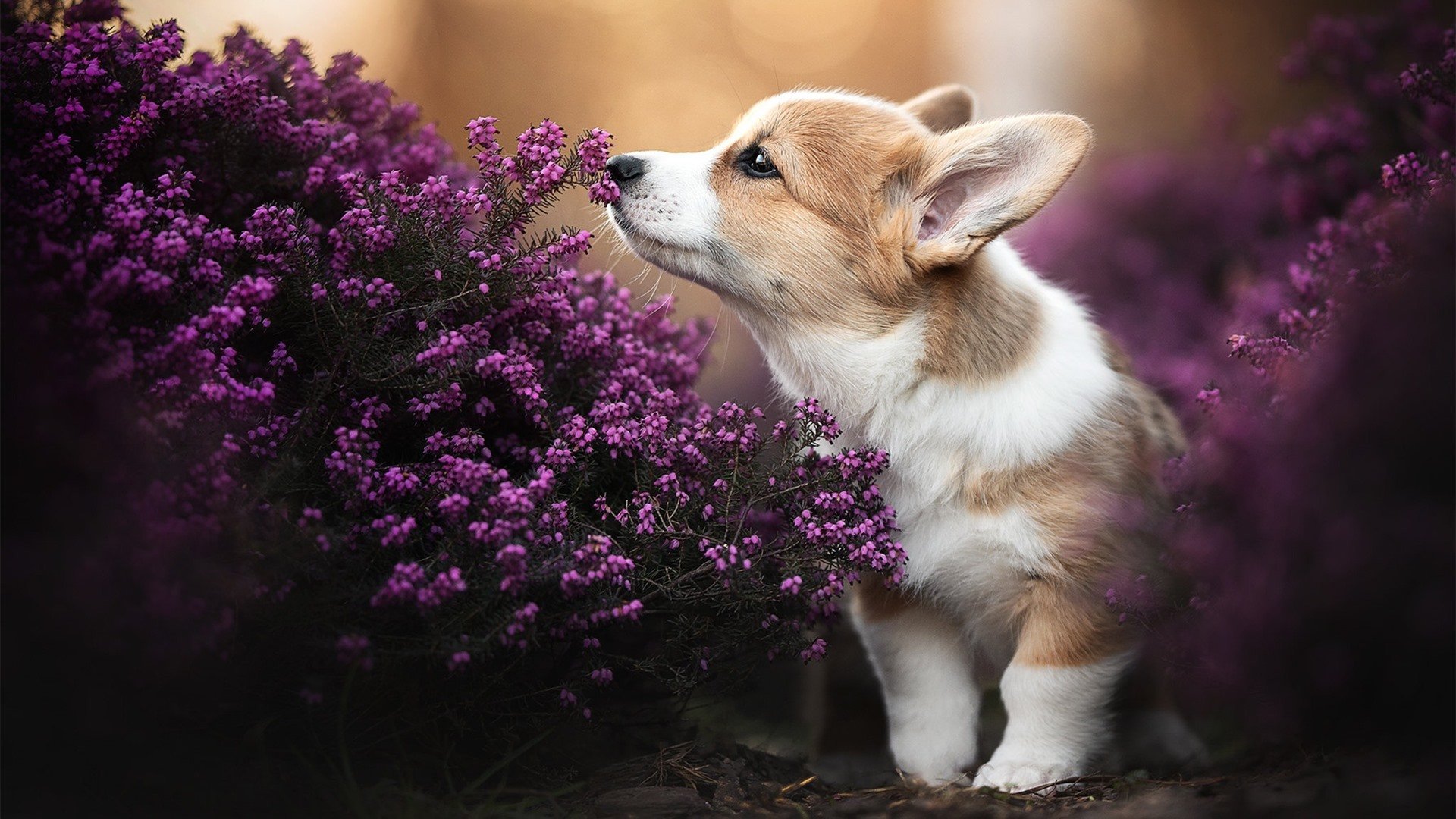kaiyun网站-切沃客战失利，保级形势岌岌可危，切沃什么意思