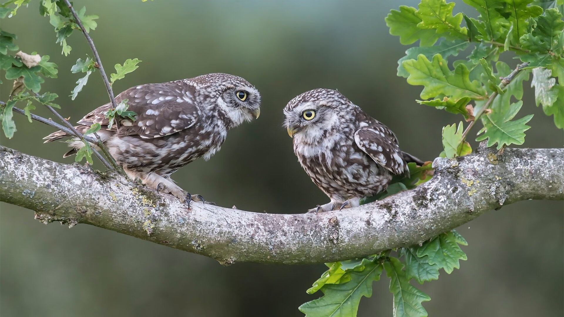 意大利足球运动员转会传闻增多,球迷热议,意大利足球主力队员