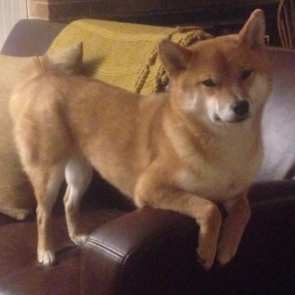 开云平台-河南男篮惨败浙江，遗憾终结赛季，河南男篮队员名单