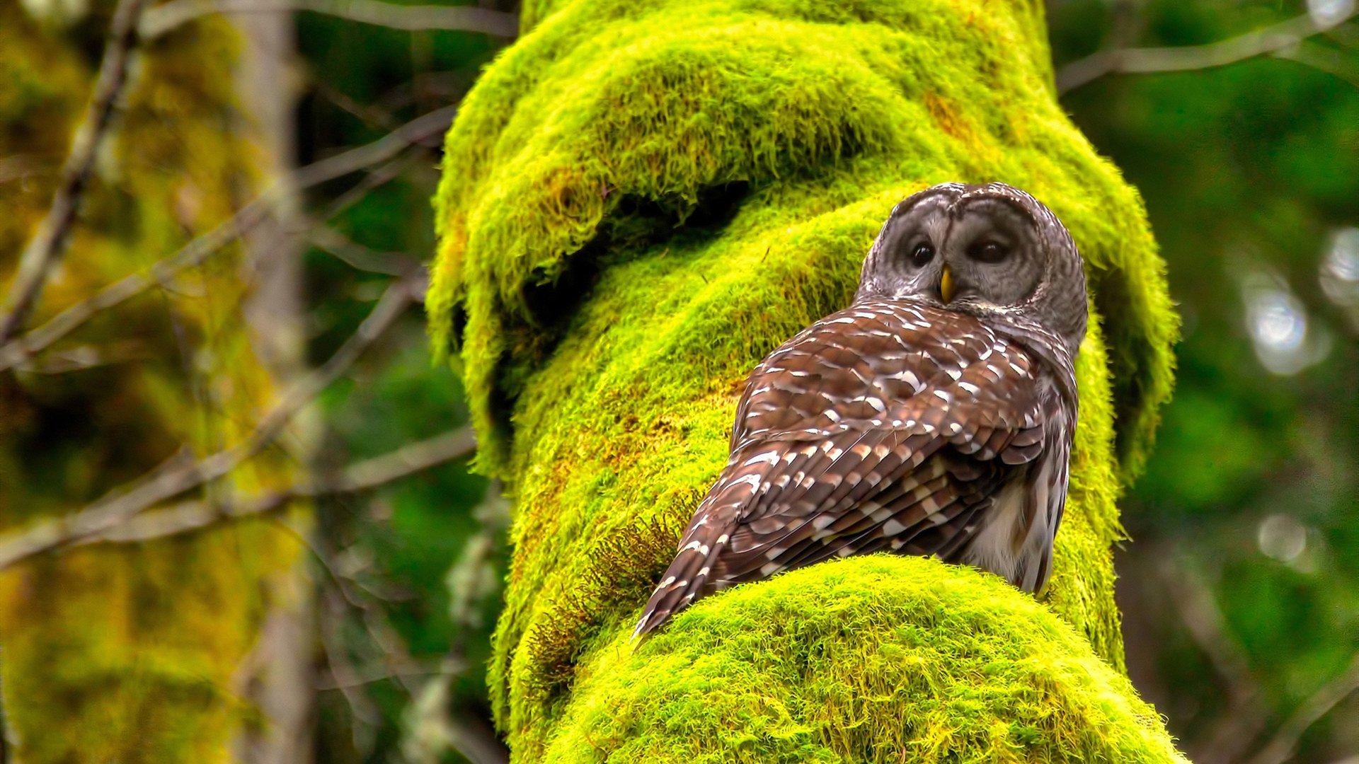 开云中国-沃尔夫斯堡客场逆转，继续保持不败纪录，沃尔夫斯堡足球俱乐部最近状态