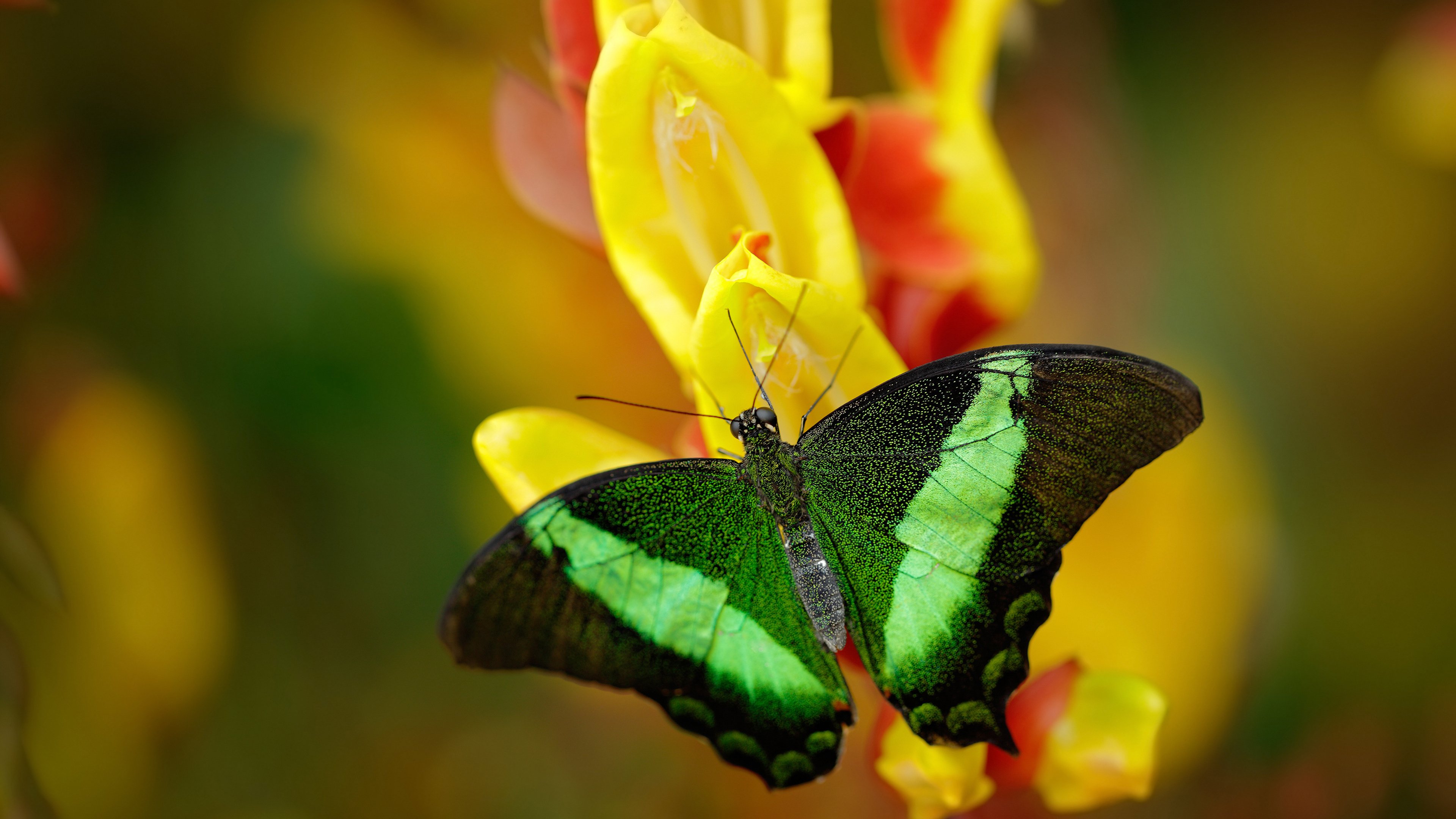 kaiyun体育综合-瓦伦西亚主场大胜拉科鲁尼亚在西甲继续领先，瓦伦西亚 主场