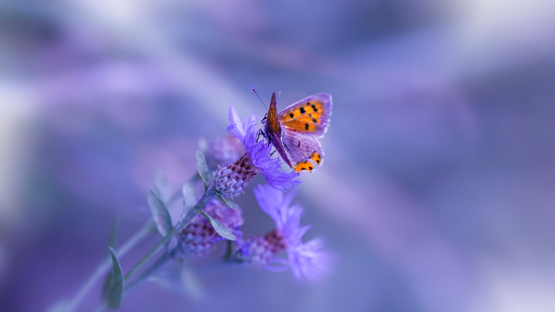 门兴格拉德巴赫球员伤愈回归，球队迎来转折，门兴格拉德巴赫是什么意思