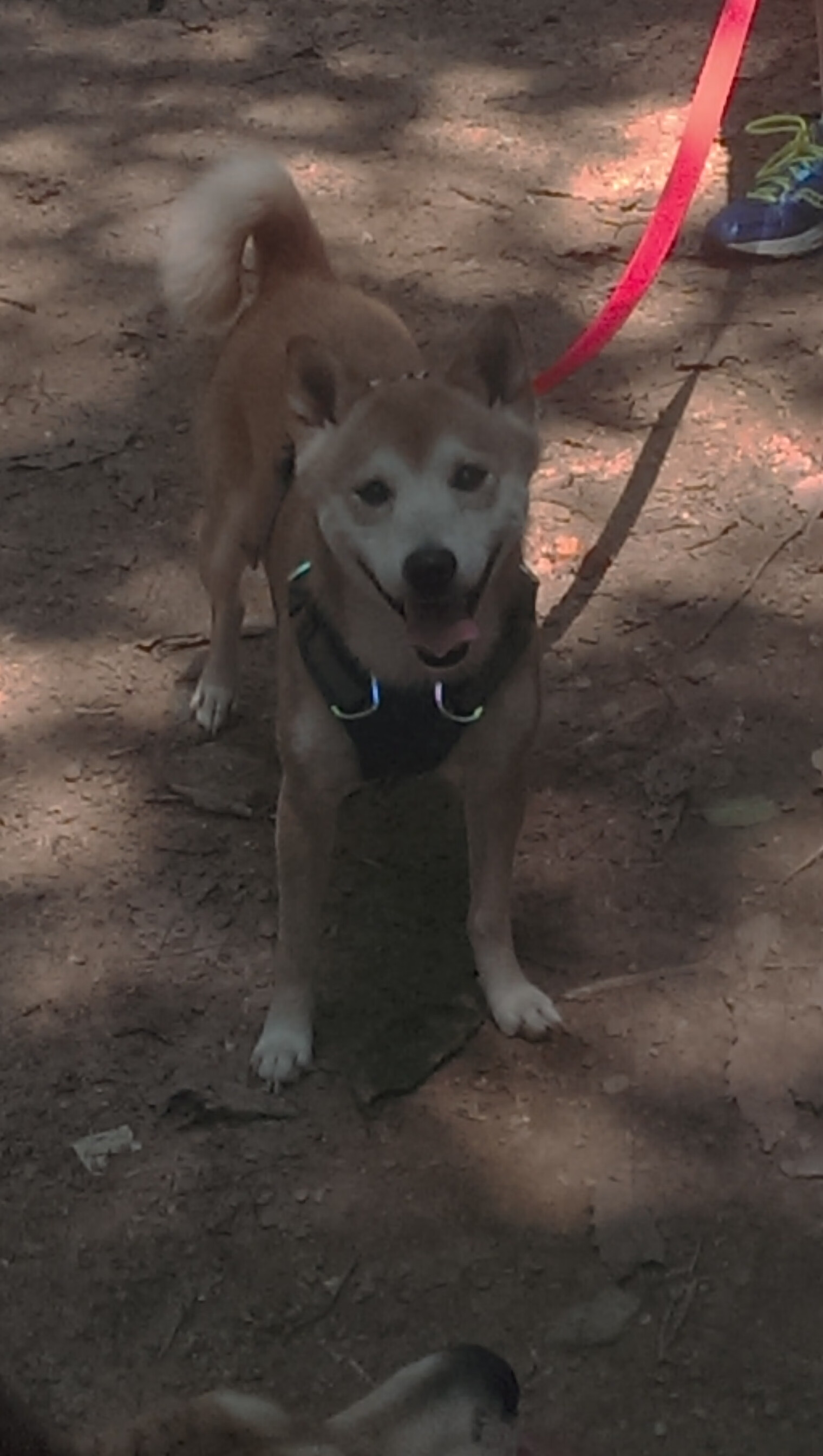 中国篮球运动员进攻技巧优化策略研究，篮球个人进攻技巧