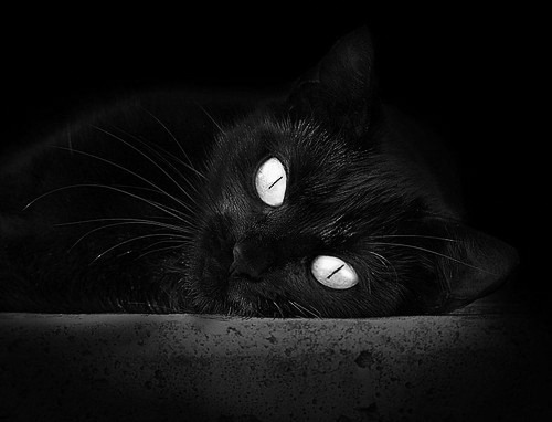 篮球运动员专项体能训练课程设计及科学实施研究,篮球专项体能训练的心得体会