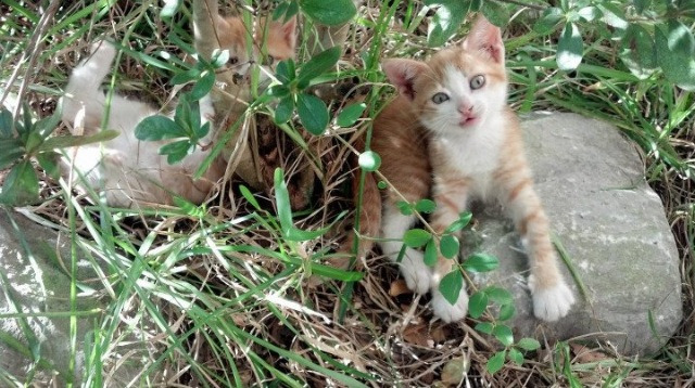 kaiyun体育app-AC米兰边路冲击成为主攻手段，ac米兰边卫