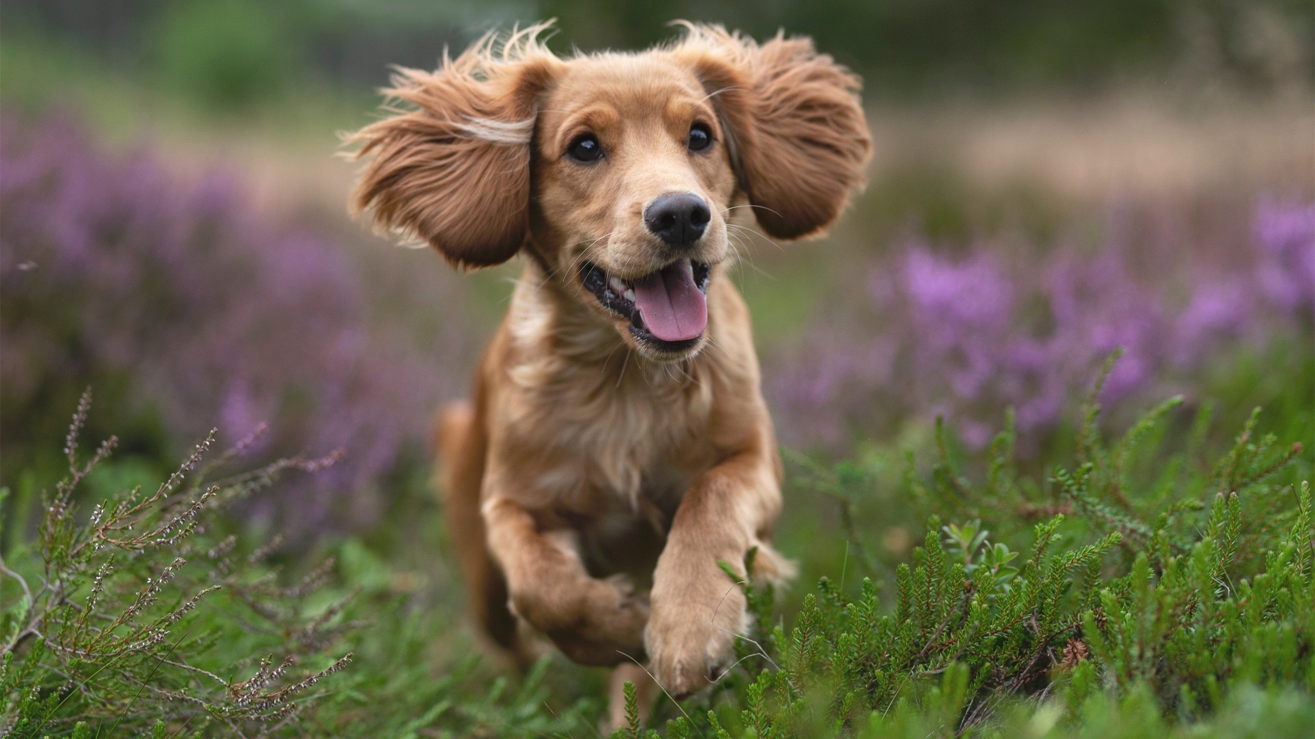 Chinese Taipei的战术核心:攻守平衡,打法灵活