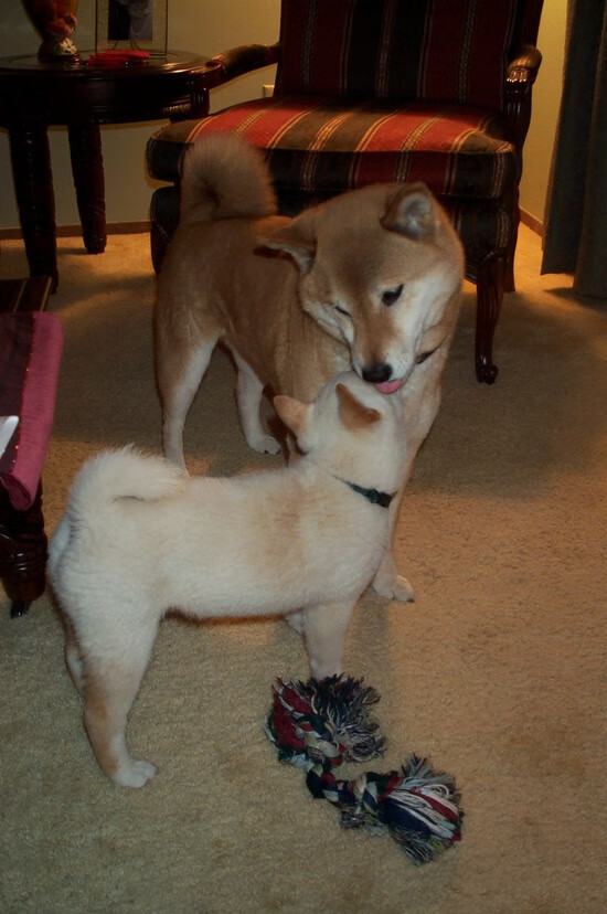 “缆绳滑水：东桃花岛赛场新风尚，水面竞速超越极限”