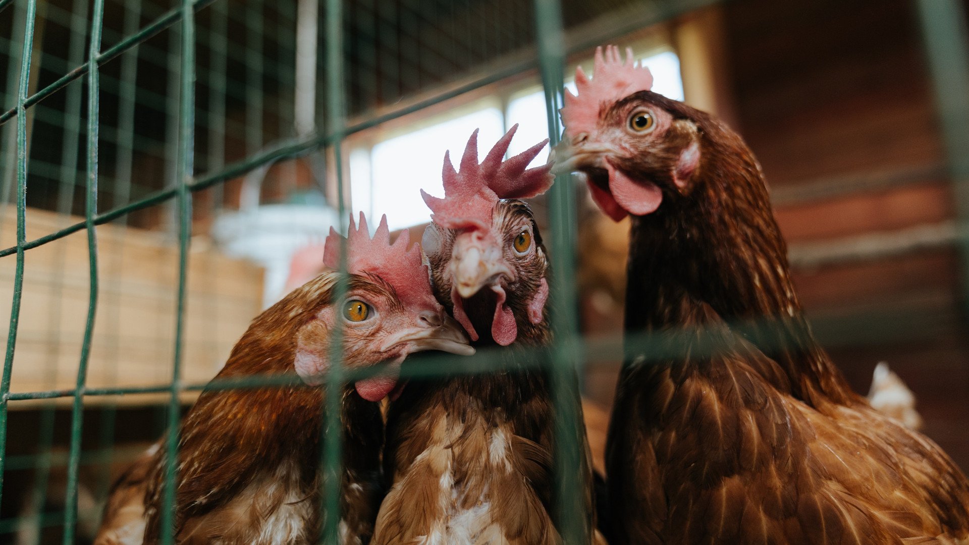 德国队在2024年混合团体世界杯中的综合实力展示,德国队2022世界杯资格赛