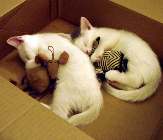 球员状态恢复周期是否正成为比赛密度下的新课题,恢复球迷入场