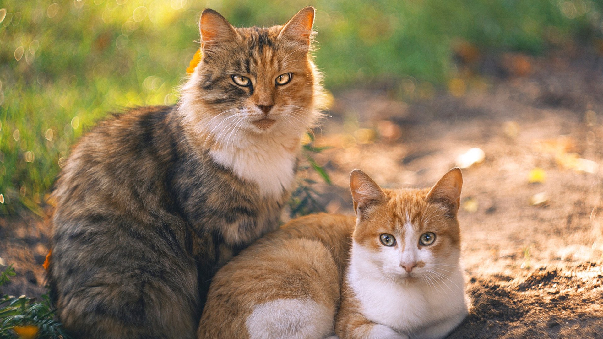 自行车耐力赛首次引入虚拟现实技术,耐力公路车可以竞速吗