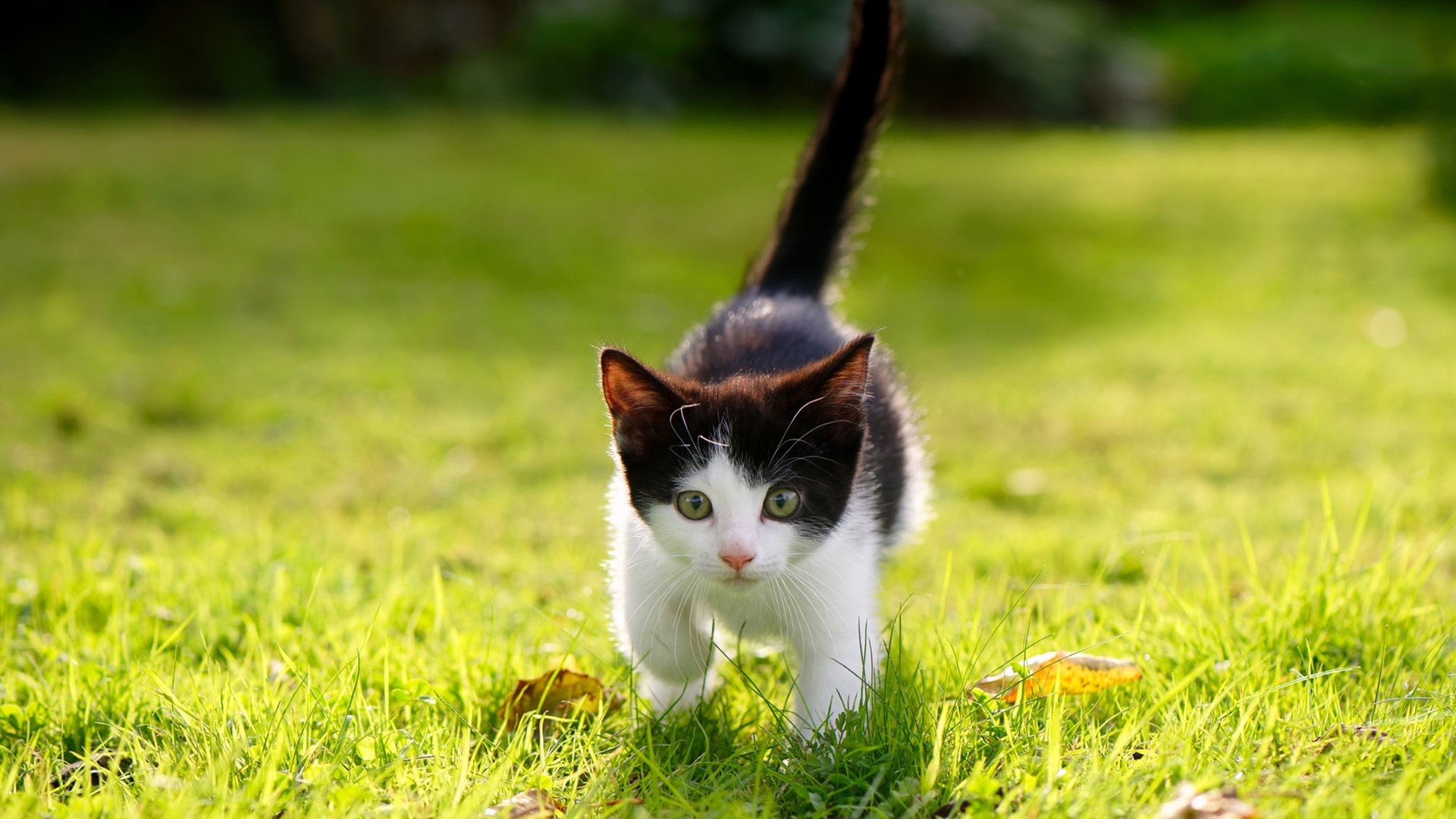 西班牙女队未来潜力巨大，西班牙女篮实力如何