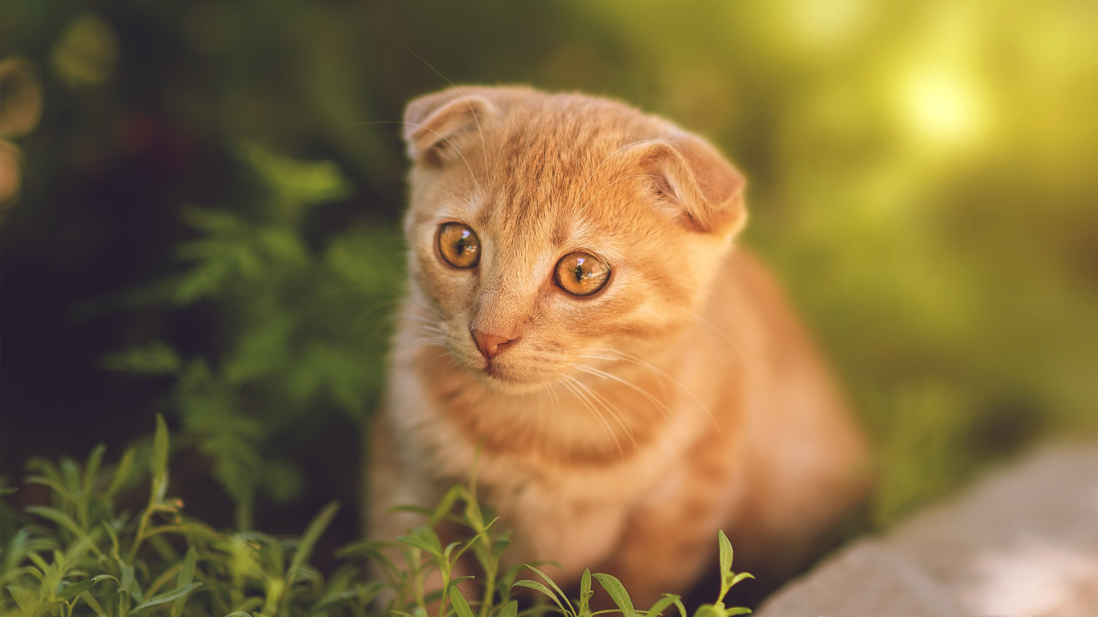 男子游泳全面转型 成绩稳定提升,男子游泳项目有哪些