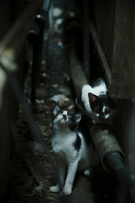 科里·简:从年轻边锋到全黑队的经验之选,科里乐队