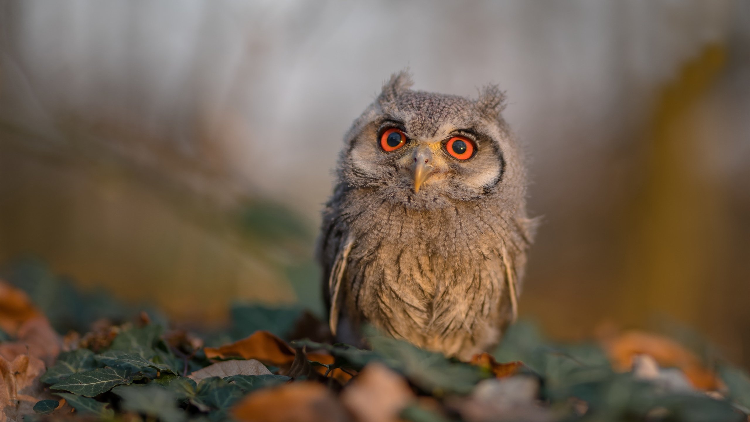 阿森纳青训持续发力,未来明星逐步成长